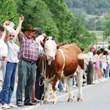 In Maryland halten Menschen ihre Hände, auch eine Kuh steht mit in der Reihe, 1986