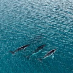 Buckelwale zwischen Gewässern östlich von Australien und Brasilien