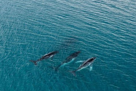 Buckelwale zwischen Gewässern östlich von Australien und Brasilien