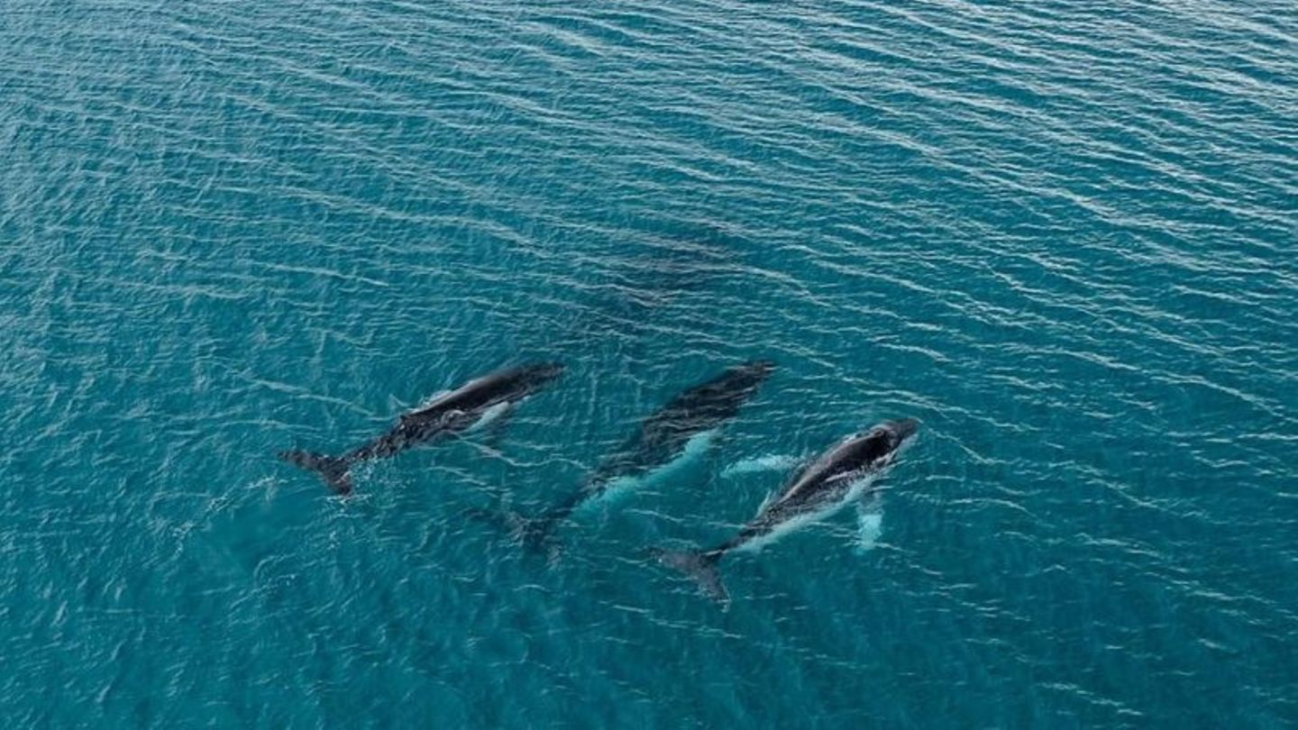Buckelwale zwischen Gewässern östlich von Australien und Brasilien
