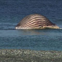Der tote Buckelwal liegt aufgebläht vor der dänischen Insel Anholt