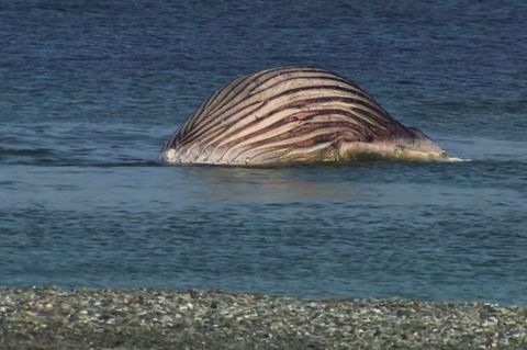 Der tote Buckelwal liegt aufgebläht vor der dänischen Insel Anholt. Foto: -/News5/dpa