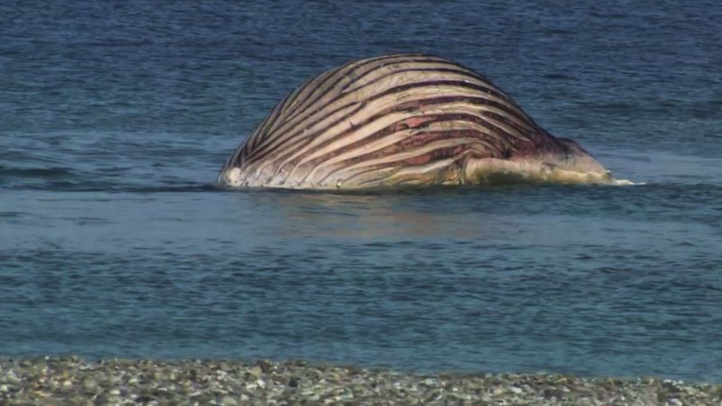 Der tote Buckelwal liegt aufgebläht vor der dänischen Insel Anholt. Foto: -/News5/dpa