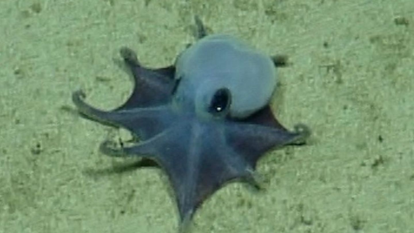 Der winzige blaue Oktopus ist in etwa so groß wie ein Golfball. Foto: -/Charles-Darwin-Stiftung/dpa
