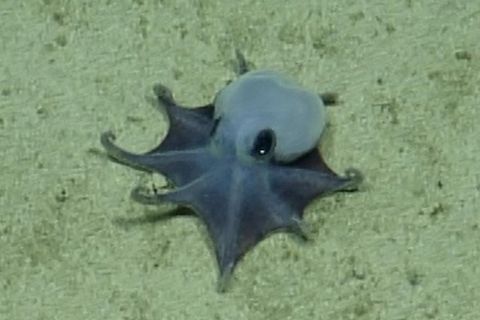 Tiefseefund im Pazifik: Blauer Mini-Oktopus vor den Galápagos-Inseln entdeckt