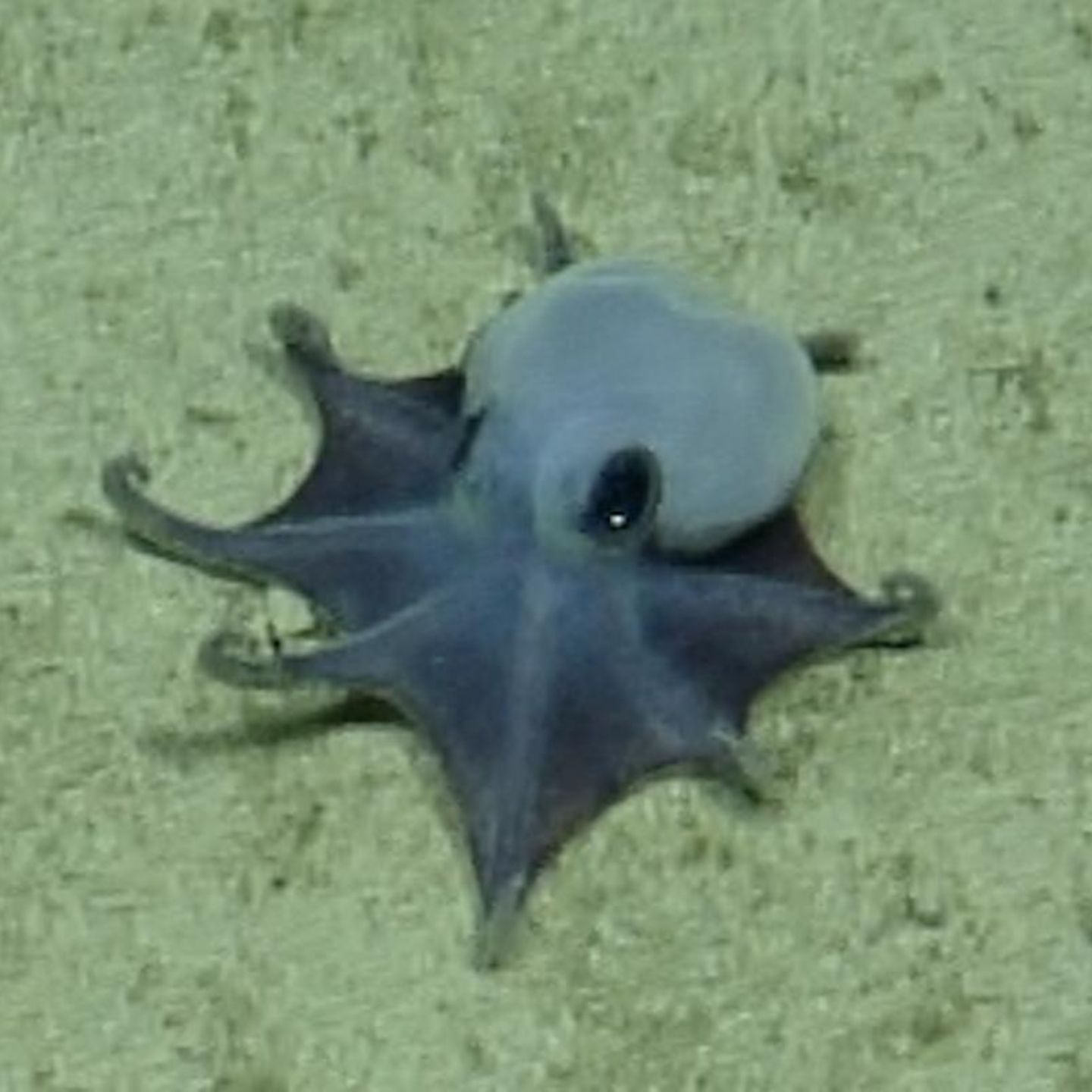 Tiefseefund im Pazifik: Blauer Mini-Oktopus vor den Galápagos-Inseln entdeckt