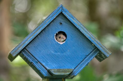 Maus im blauen Vogelhaus