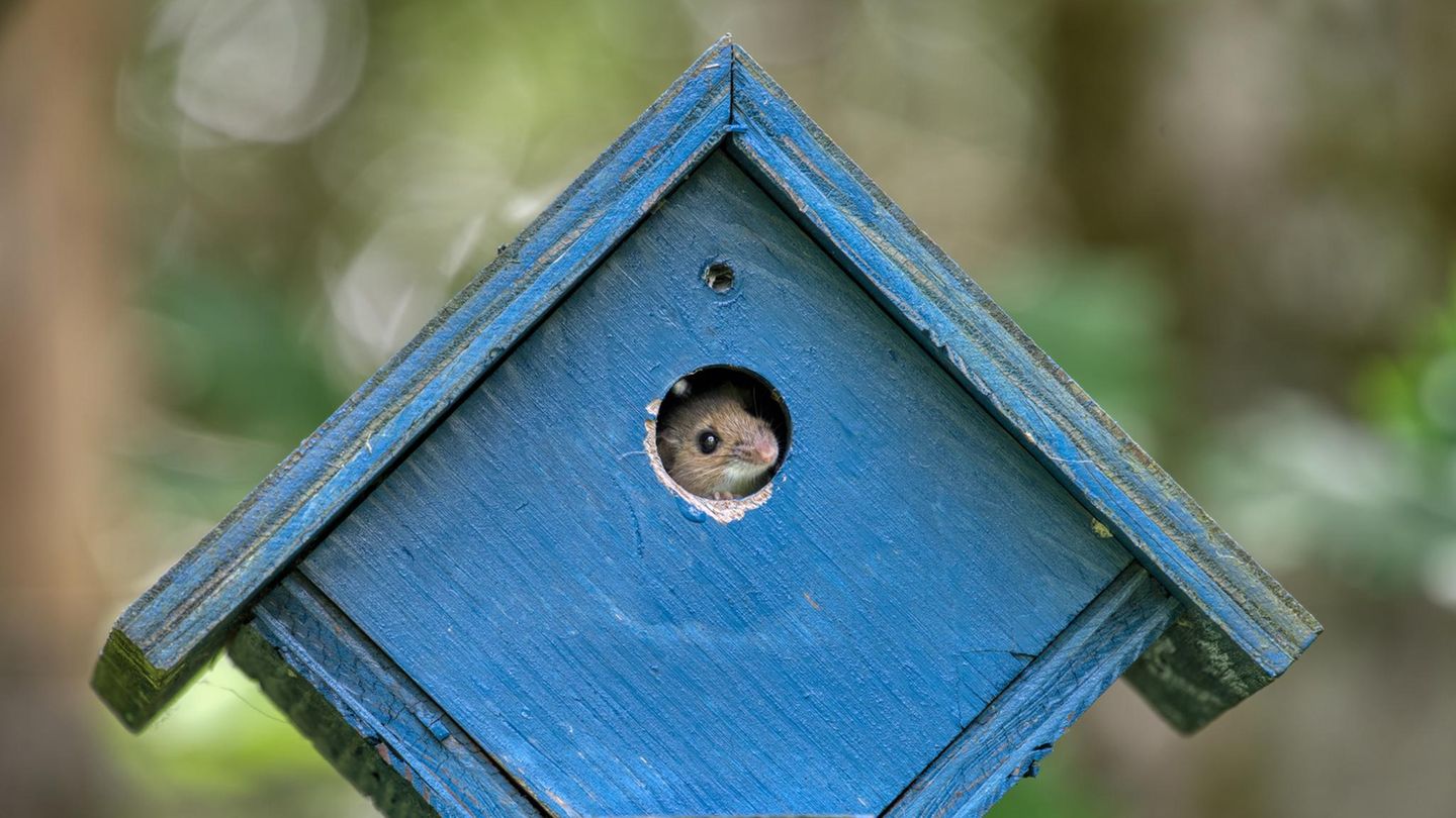 Maus im blauen Vogelhaus