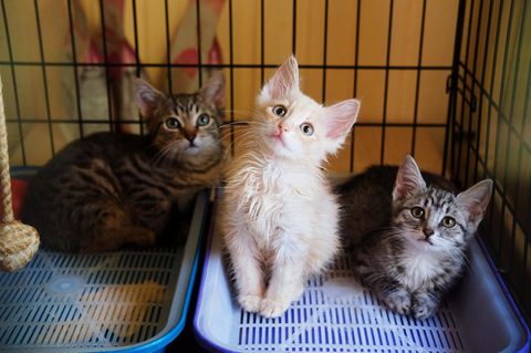 Katzen im Tierheim