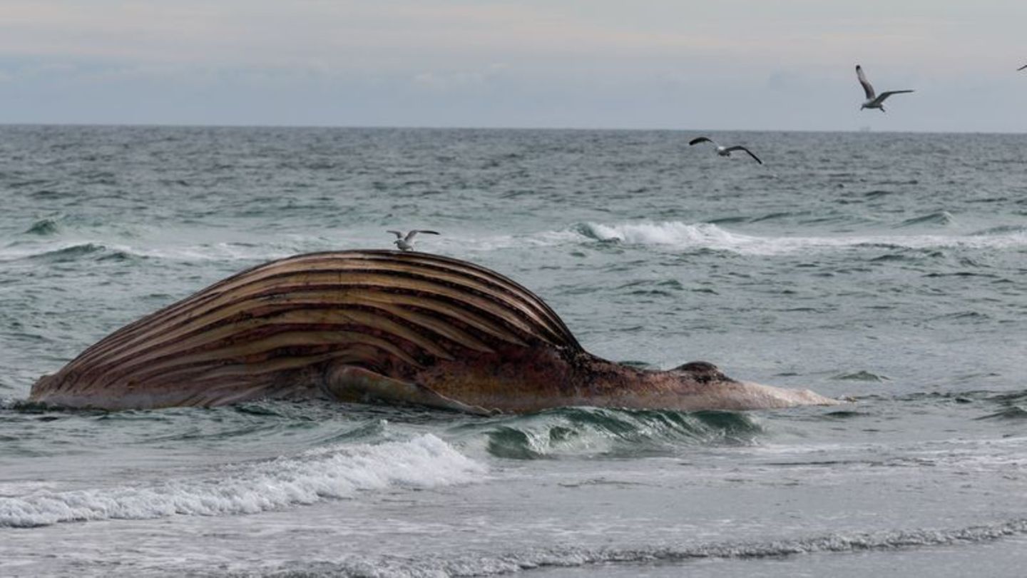 Seit rund zwei Wochen liegt der Kadaver aufgebläht am Strand von Anholt. Foto: Marcus Golejewski/dpa