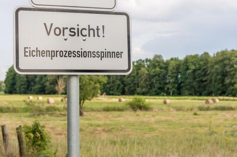 Warnschild Eichenprozessionsspinner