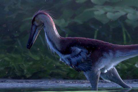 Killer der Kreidezeit: Spektakulärer Fund: Ein Dinosaurier-Reiher durchstreifte einst Patagonien