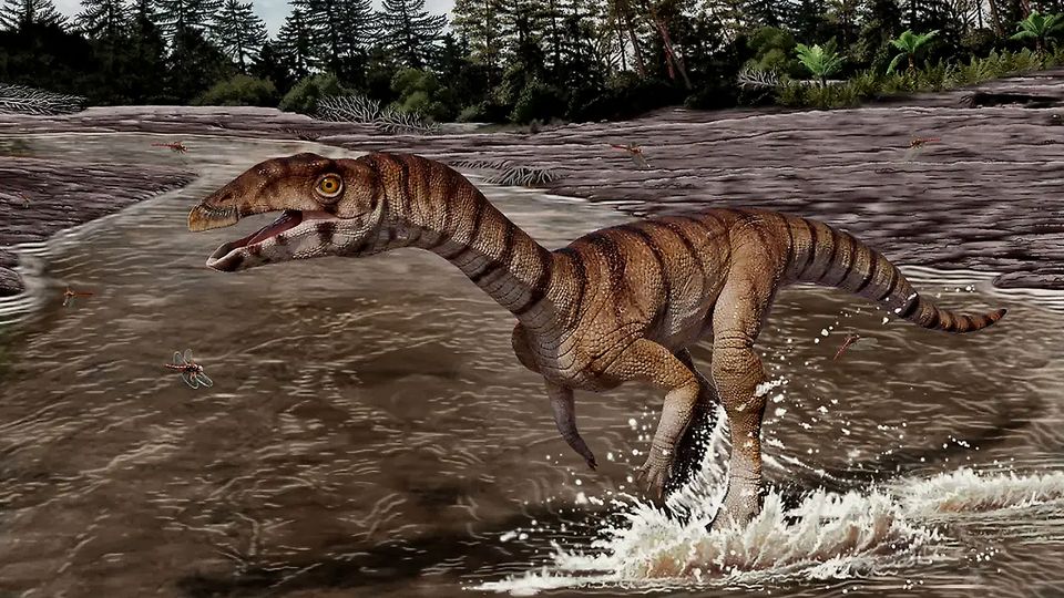 Fossilienfund: Zahnlos und auf zwei Beinen: Dieser Krokodil-Urahn überrascht die Forschung