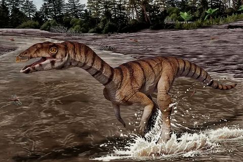 Fossilienfund: Zahnlos und auf zwei Beinen: Dieser Krokodil-Urahn überrascht die Forschung