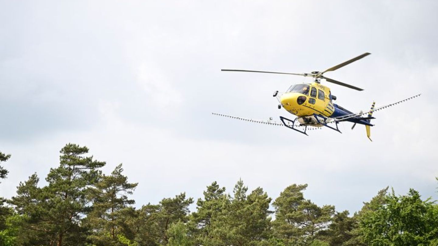 In Mecklenburg-Vorpommern, Sachsen-Anhalt und Brandenburg wurde vom Hubschrauber aus bakterienbasiertes Insektizid versprüht. Fo