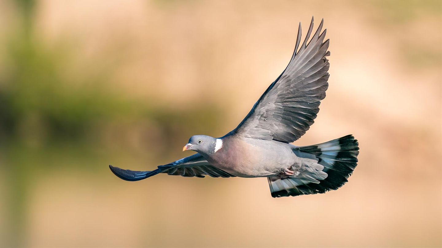 Eine Taube im Flug