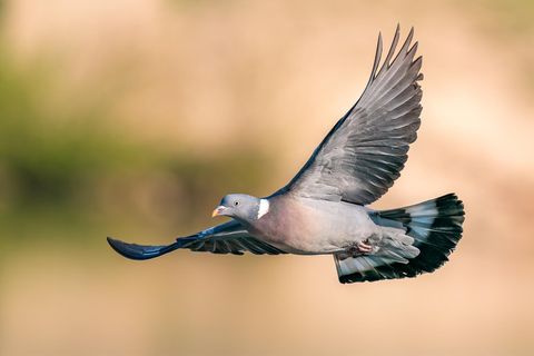 Eine Taube im Flug