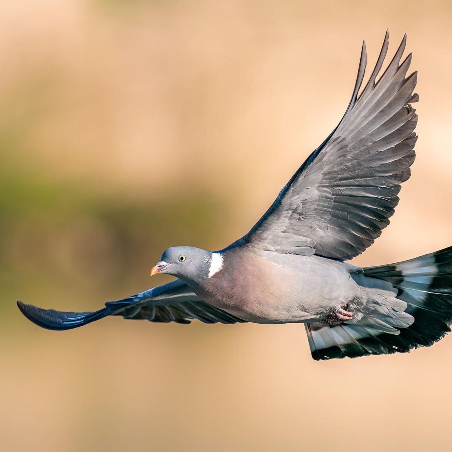 Eine Taube im Flug