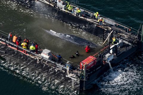 Warum Wale nach ihrem Tod explodieren können - [GEO]