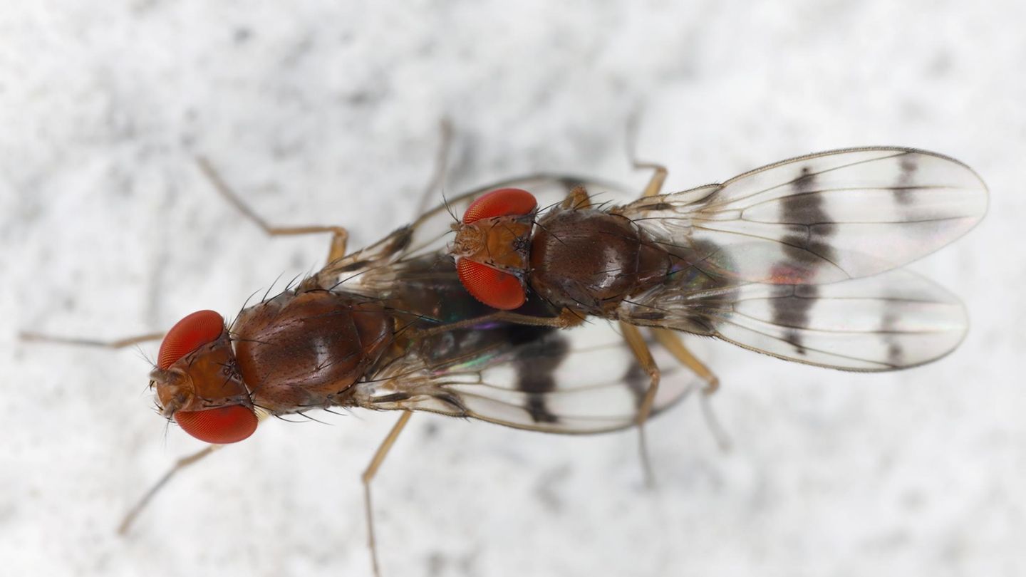 evolution-warum-fruchtfliegen-riesenspermien-produzieren