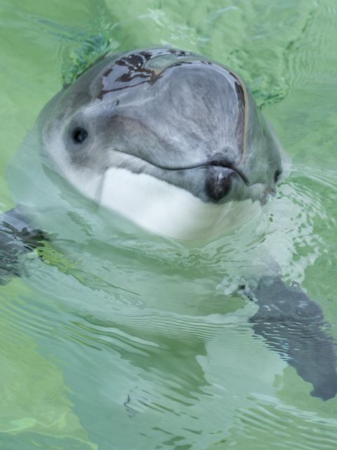 Portrait eines gewöhnlichen Schweinswals bei Texel