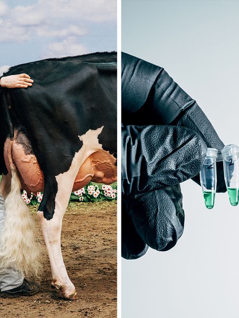Collage zeigt Hinterteil von Kuh und grüne Flüssigkeit in einem Probengefäß