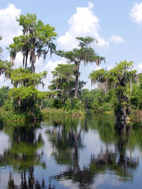 Everglades in Florida, USA