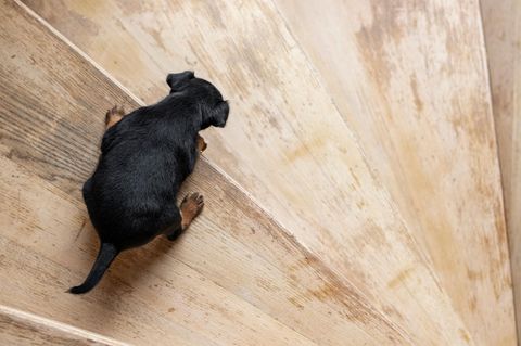 Ein kleiner schwarzer Welpe hadert damit die große Holztreppe hinunterzugehen