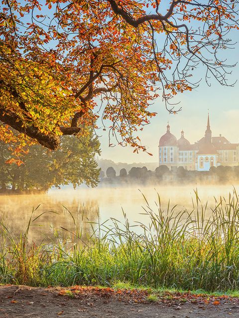 Morgennebel über dem Schlossteich der Moritzburg