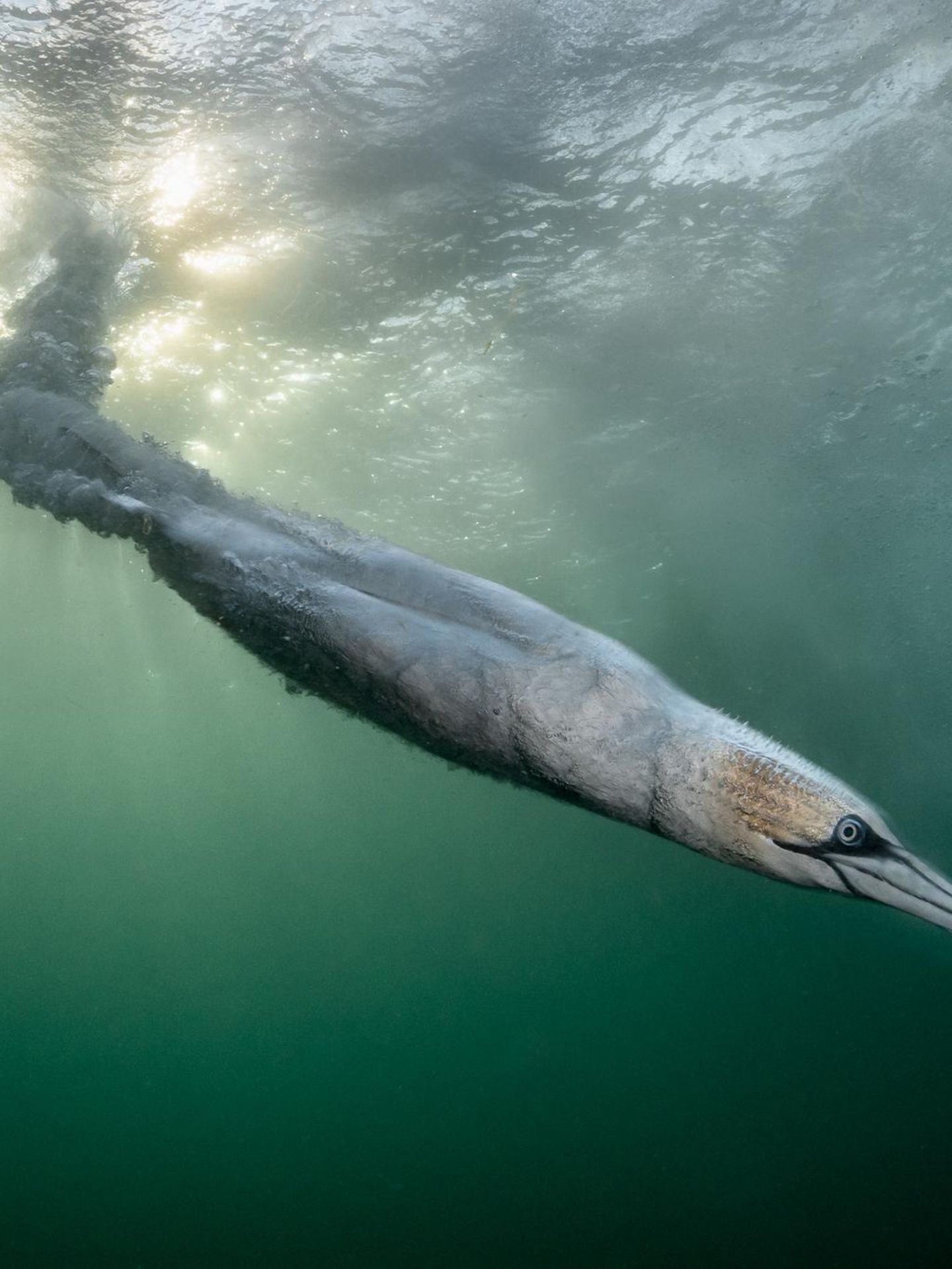 Basstölpel bei der Jagd unter Wasser