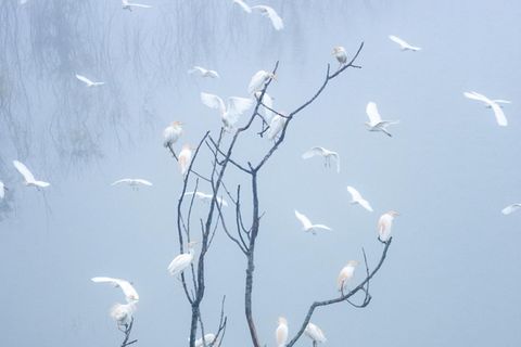 Vögel auf einem Baum