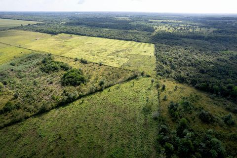 Die wichtigste Ursache für Entwaldung im brasilianischen Amazonas-Regenwald ist die Umwandlung von Wald in lukrative Weide- oder Ackerflächen