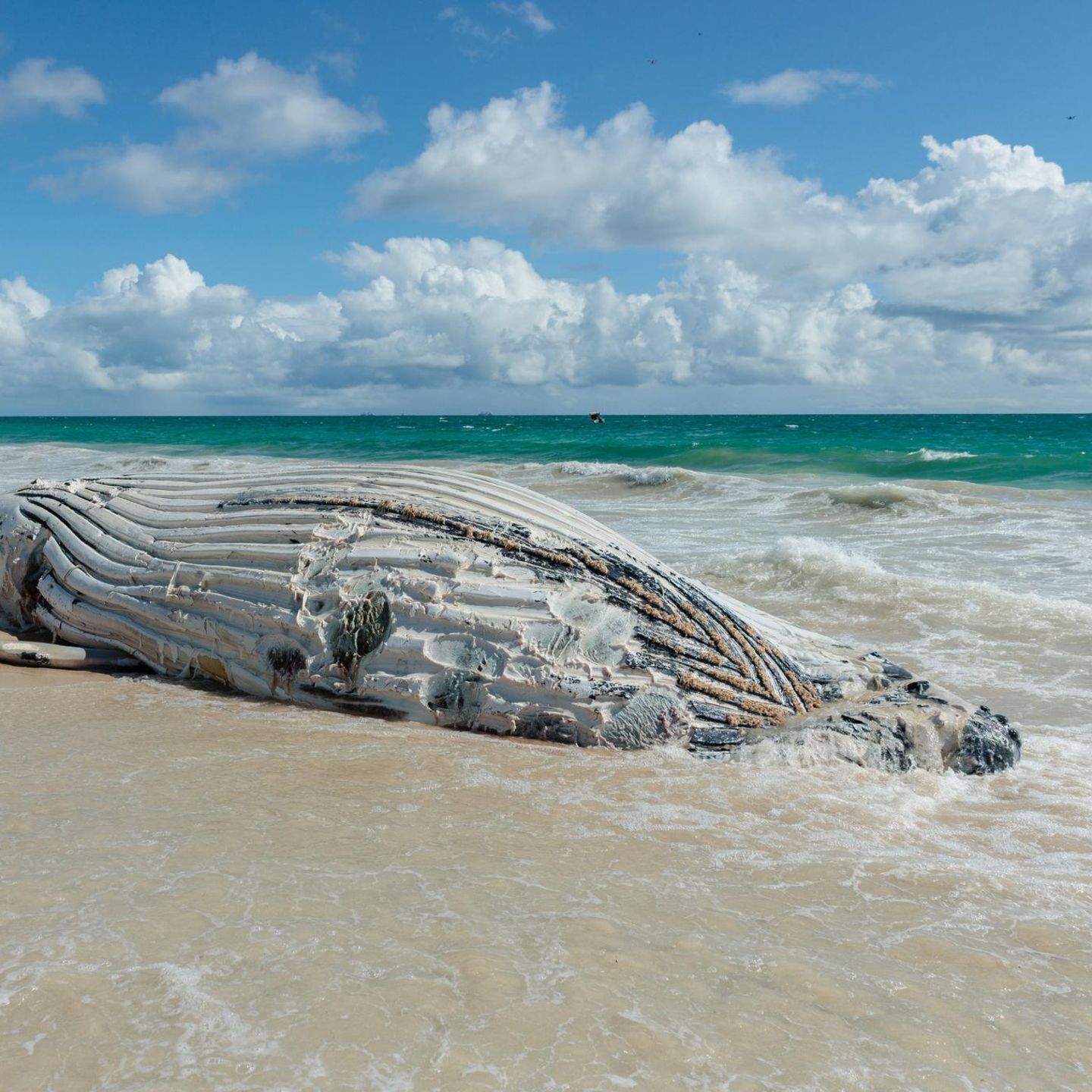 Shark warnings after whale carcass washed up, A beached whale on City Beach in Perth on Monday, 28 September, 2026.