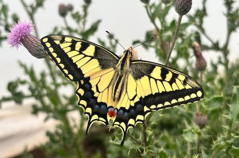 Europäischer Schwalbenschwanz (Papilio machaon)