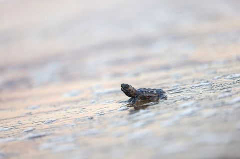 Klimakrise: In der Türkei schlüpfen fast nur weibliche Schildkröten – denn der S